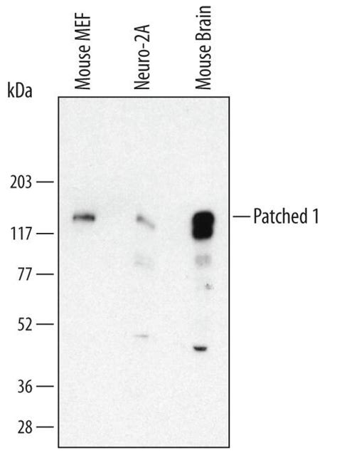 Human Mouse Patched Ptch First Extracellular Loop Antibody Mab