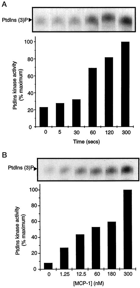 The Cc Chemokine Monocyte Chemotactic Peptide 1 Activates Both The