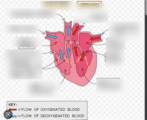 Biology Diagrams Heart Diagram Quizlet