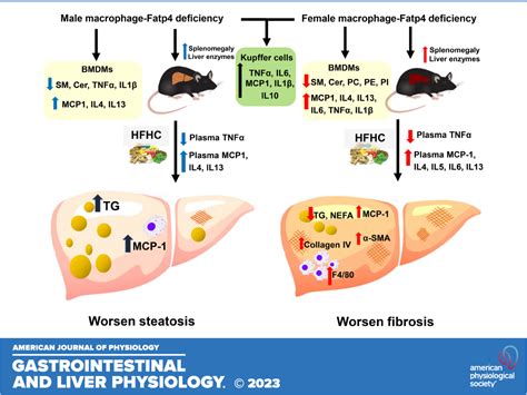 Myeloid Specific Fatty Acid Transport Protein 4 Deficiency Induces A