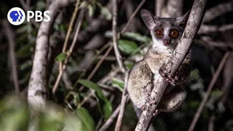 Tiny Bush Baby Hunted by Dangerous Genet - YouTube