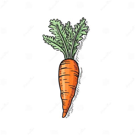 Carrot Hand Drawn Illustration Carrot Vector Doodle Style Cartoon