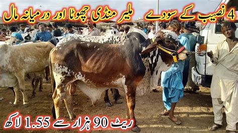 Malir Mandi Chota Maal Update Malir Cow Mandi Rates Cow Mandi