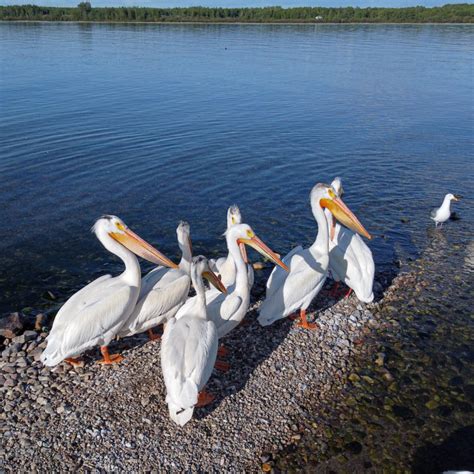 World Bird Migration Day 2023 Pigeon Lake Watershed Association