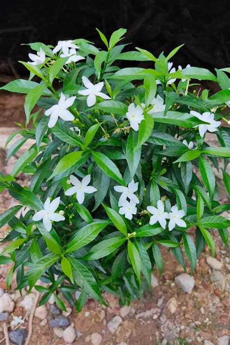 Can You Grow Star Jasmine as a Hedge? | Gardener’s Path