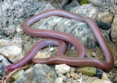 Western Blind Snake Facts, Description, Diet, and Pictures