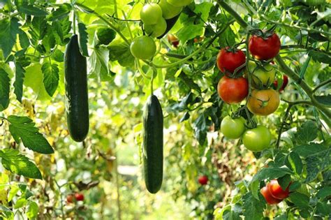 10 Best Vegetables To Grow In Texas With Pictures House Grail