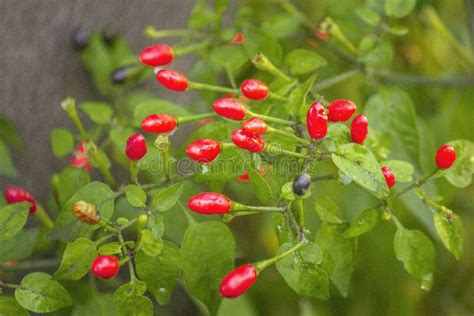 Ripen Homegrown Hot Tepin Chili Pepper Specie Capsicum Annuum Variety Glabriusculumm And Are A