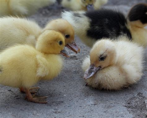 ducklings – Nonprofit AF