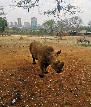 National Zoological Gardens of South Africa (Pretoria) - 2019 All You ...