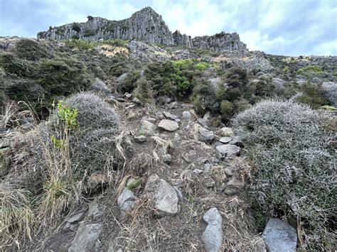 Wild Boar From South Island Te Waipounamu Governors Bay Canterbury