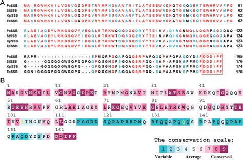 A Multiple Amino Acid Sequence Alignment Of SSB Proteins Sequence