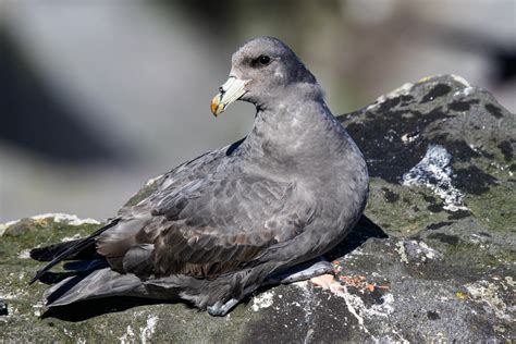 Alaska Birding Tours Alaska Birdwatching Tours Birdquest