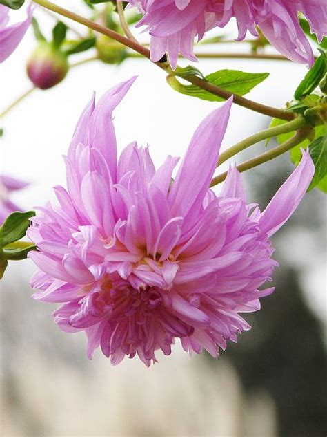 Tree Dahlia | Beautiful flowers, Amazing flowers, Virtual flowers