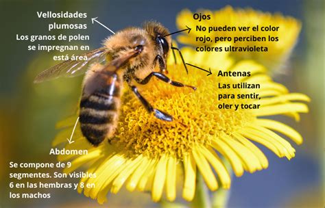 El Mundo De Las Abejas Y Su Importancia En La Vida De Las Personas