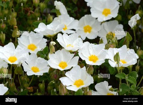 Cistus Salviolus Sage Leaved Rock Rose Salvia Cistus Profuse Snowy