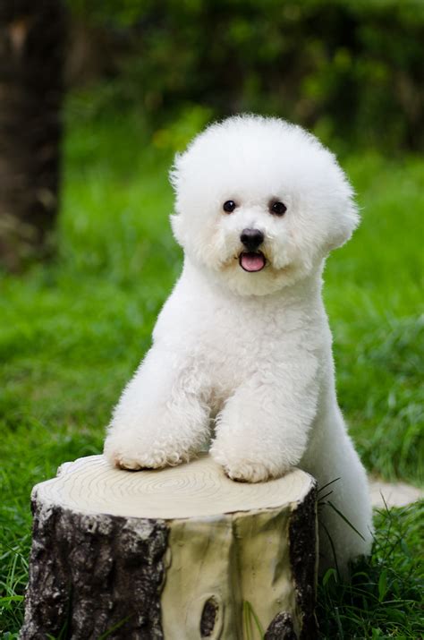 bichon frise alfred  flickr