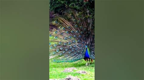 Beautiful Peacock Dancing With Natural Sound Youtube