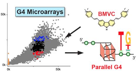 Molecules Free Full Text Custom G Microarrays Reveal Selective G