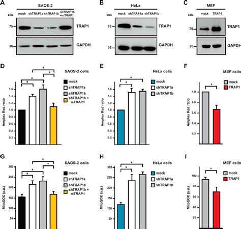 TRAP1 Expression Decreases Intracellular ROS Levels A C TRAP1