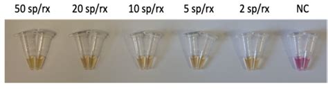 Figure From Colorimetric Point Of Care Detection Of Clostridium