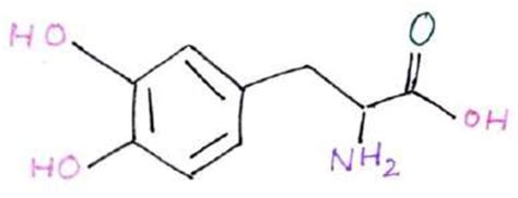 Structure of L-Dopa Distribution of L-Dopa in various parts of faba ...