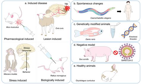 Classification Of Various Animal Models The Animals Used In Science