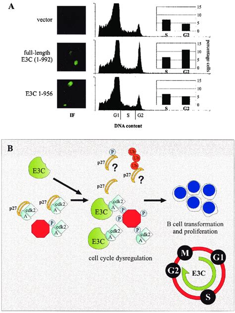 Ebna3c Expression Correlates With Accumulation Of Cells In G 2 M A