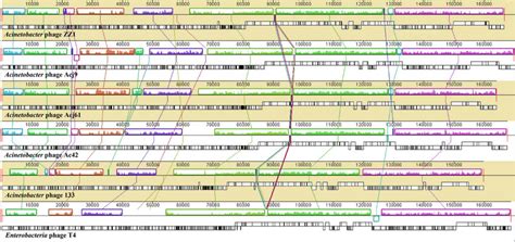 Multiple Genome Alignment And The Genomes Of Zz And T Like Phages