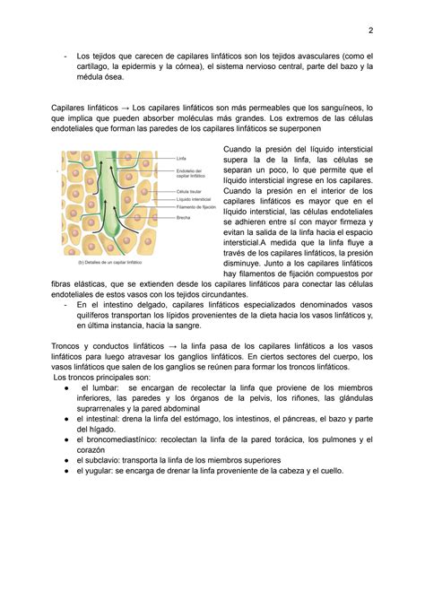 SOLUTION El Sistema Linf Tico Y La Inmunidad Studypool