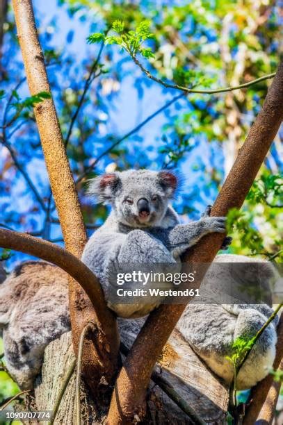 2,111 Koala Habitat Trees Stock Photos, High-Res Pictures, and Images ...