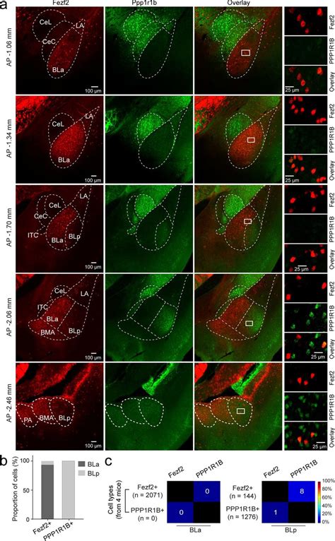 Fezf2BLa Neurons Are Not PPP1R1B Neurons A Confocal Images Of