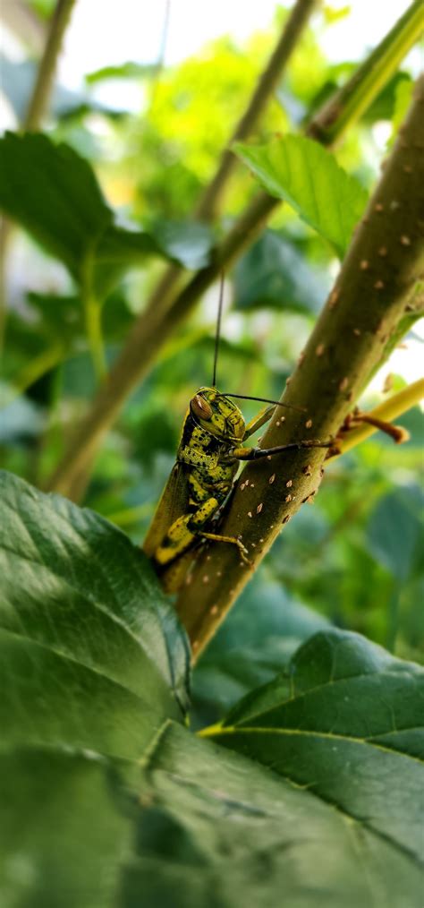 Stunning Javanese Grasshopper I Saw Chilling On My Mulberry Tree Today Southern Thailand R