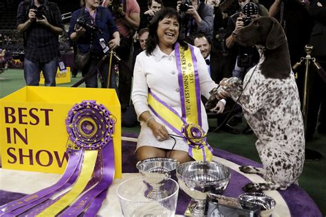 CJ the German shorthaired pointer wins Best in Show at Westminster ...