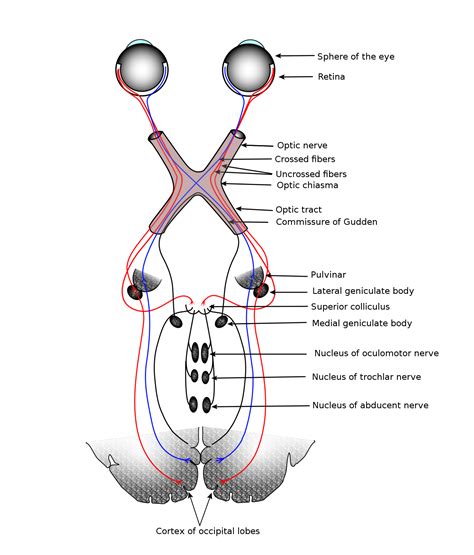 Visual System Wikipedia