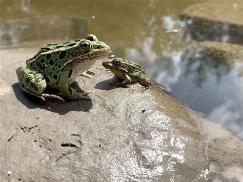 Team releases endangered northern leopard frog tadpoles into B.C. | Canada.Com