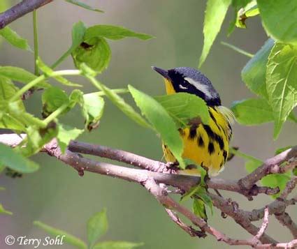 Magnolia Warbler - South Dakota Birds and Birding