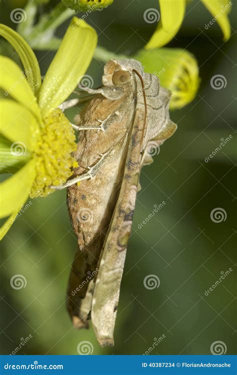 Phlogophora Meticulosa The Angle Shades Moth Stock Photo Image Of