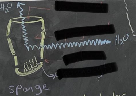 Bio Lab Ro Grantia Phylum Porifera Diagram Quizlet