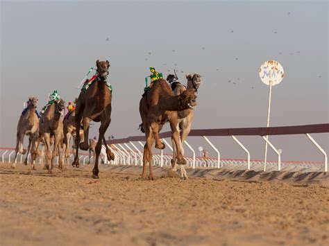 Camel Racing in Abu Dhabi Photos -- National Geographic | National
