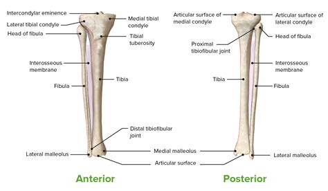 Knee Joint Anatomy Concise Medical Knowledge