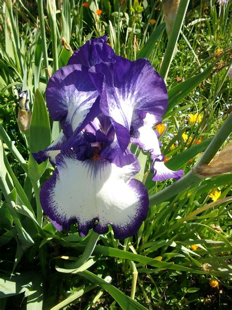 Beautiful purple and white bearded iris. White Beard, Bearded Iris ...