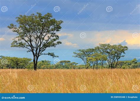 African Savannah Landscape South Africa Stock Photo Image Of