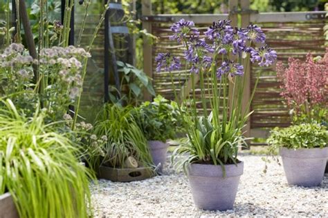 Concept Plants Agapanthus Ever Amethyst MP003 PP30 163