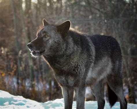 Pin By Henk Sparreboom On Black Wolves Wolf Love Wolf Photography