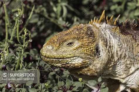 An adult Galápagos land iguana Conolophus subcristatus head detail on