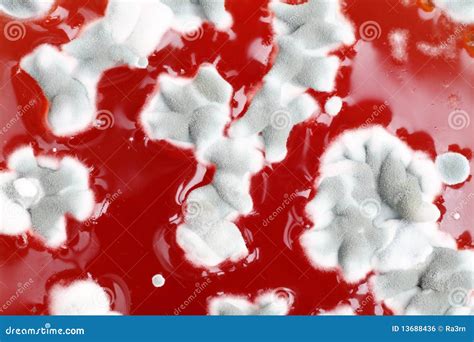 Mold Spores Under The Light Microscope Royalty-Free Stock Photography ...