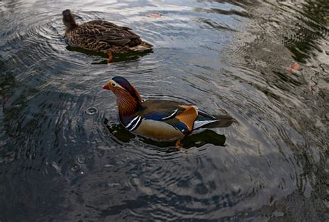 Mandarin Duck A Perching Duck Species Found In East Asia The Adult Male ...