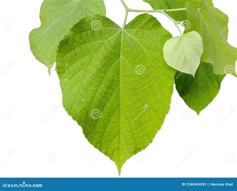 Manchurian Linden Plant Tilia Mandshurica Isolated On White Stock