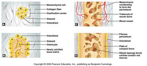 intramembranous ossification Diagram | Quizlet